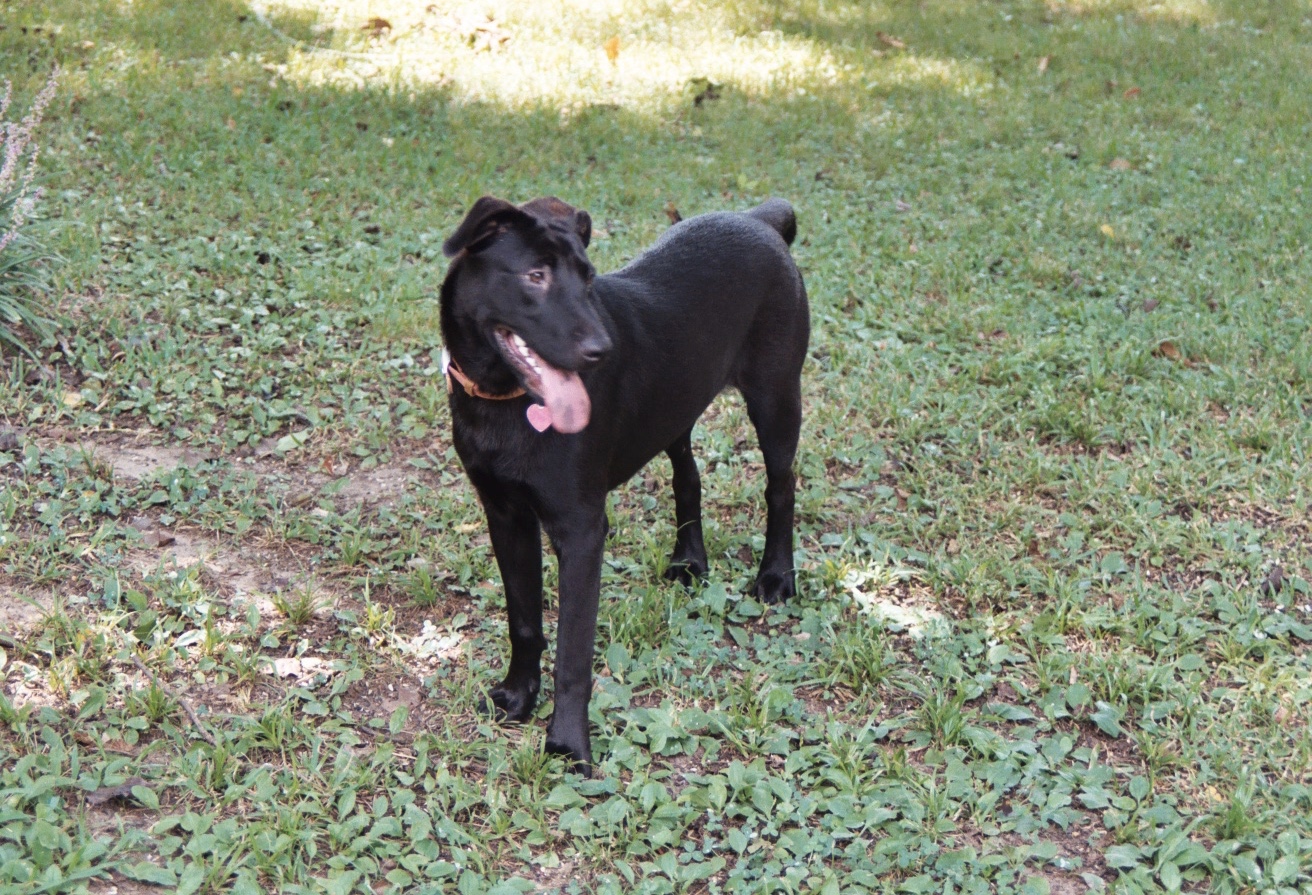 Jet soon after I adopted her (8-4-04)