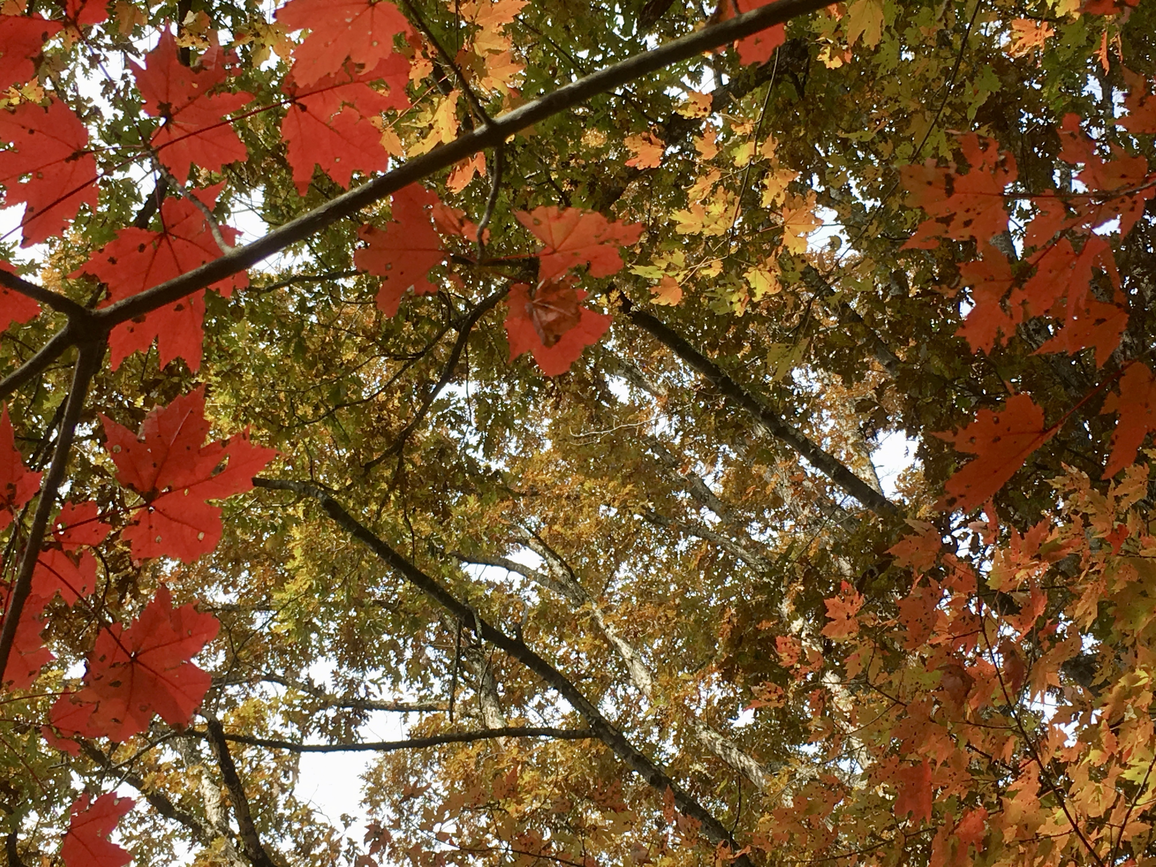Maple 10-31-18