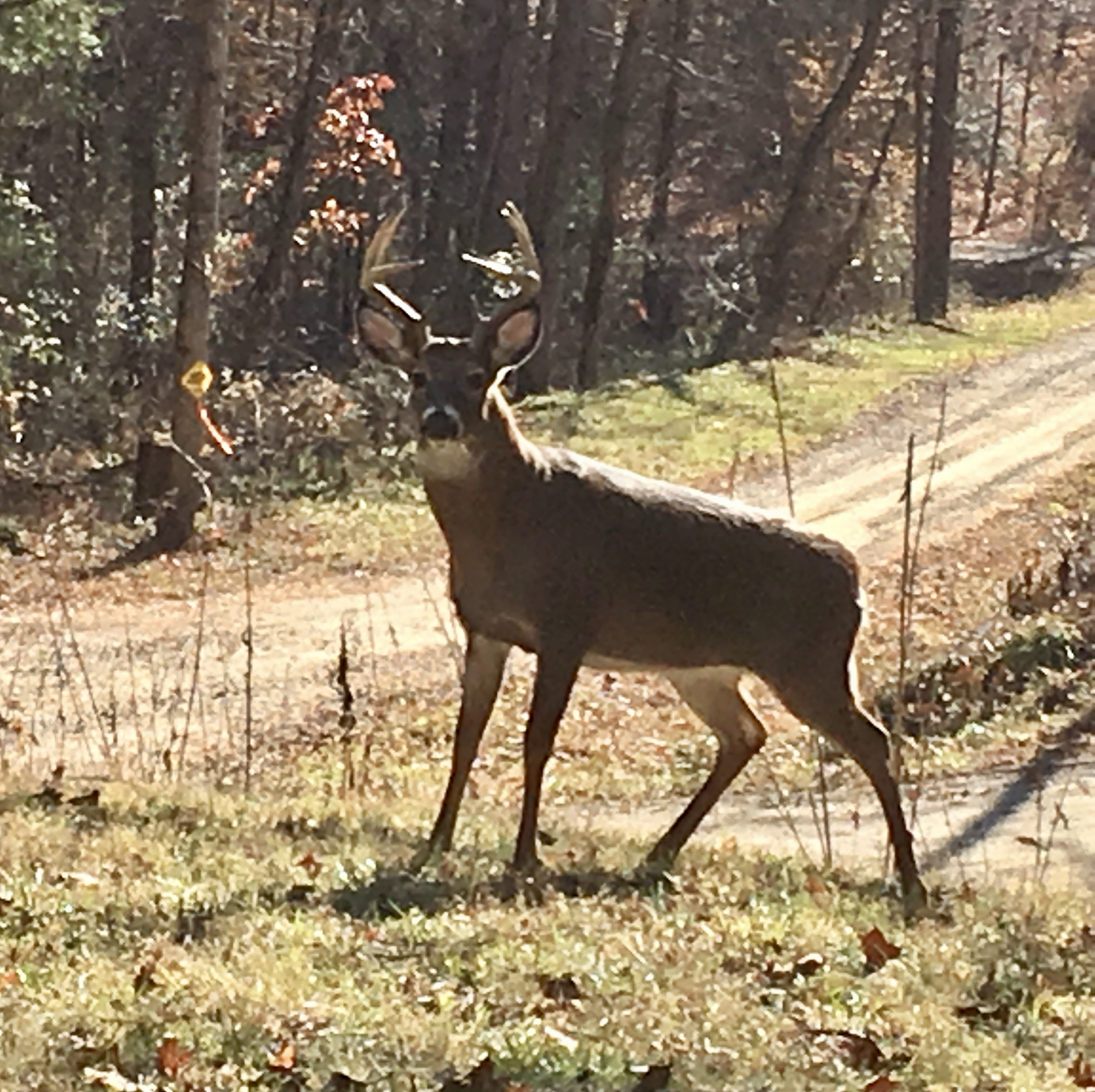 Mr. MAjestic in meadow 11-28-18