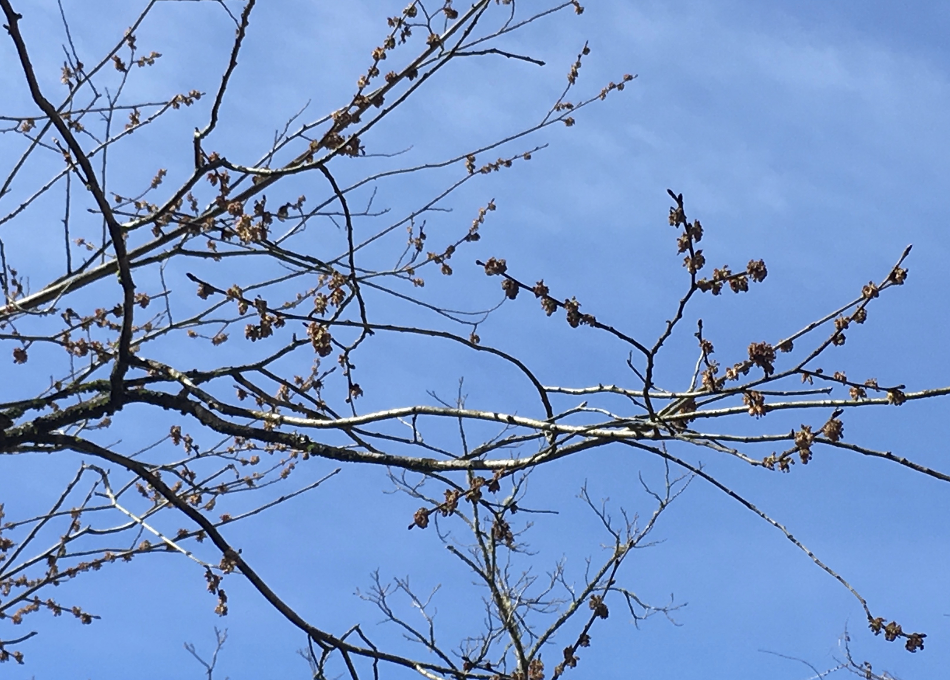 Box elder (?) blossoms 3-10-19