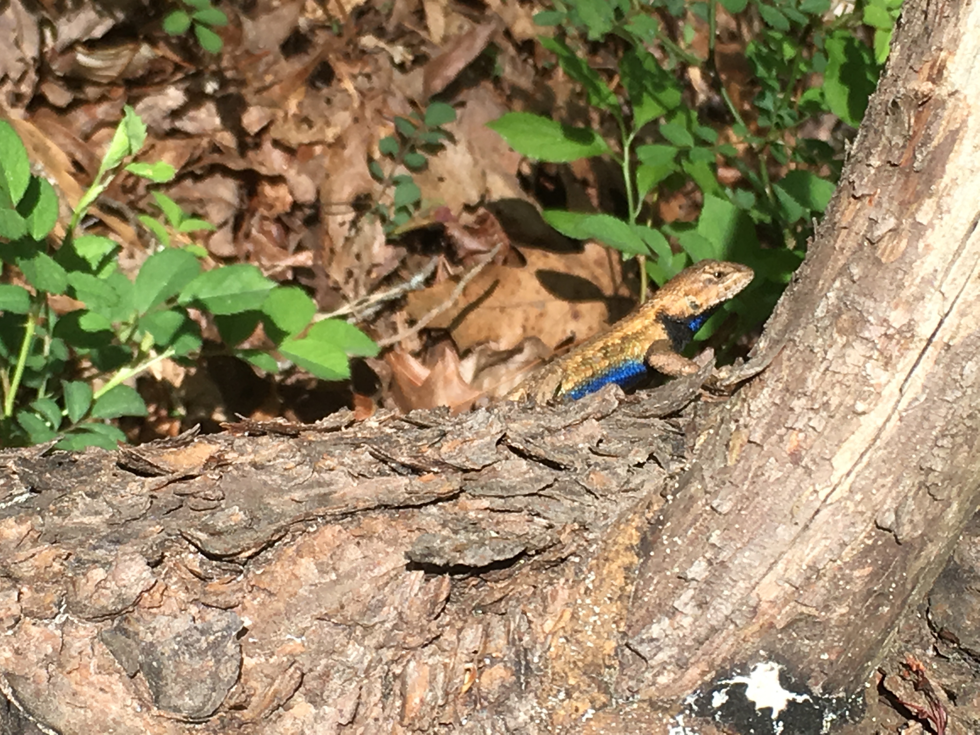 Eastern Fence Lizard Sceloporus undulatus