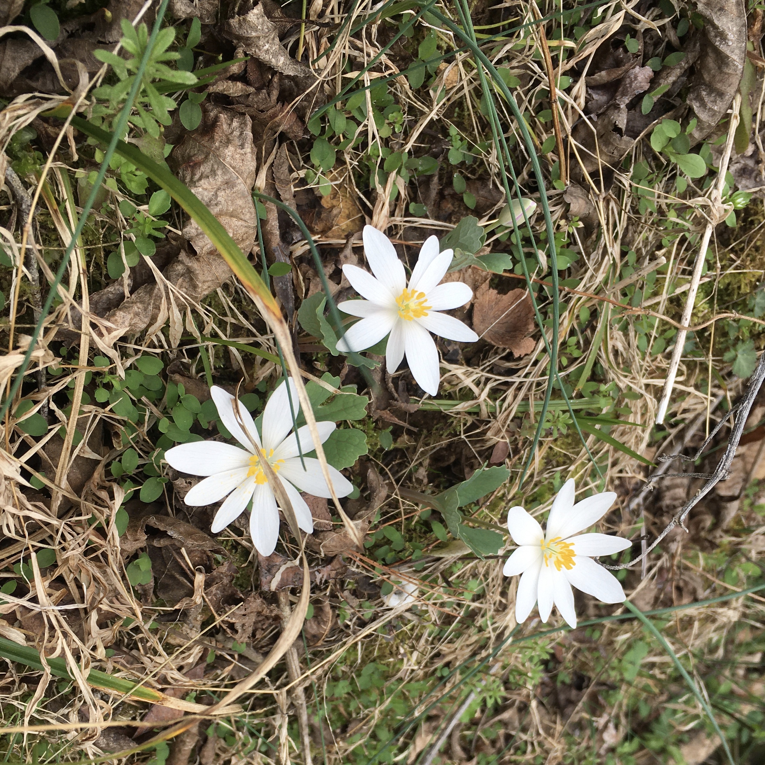 Bloodroot Sanguinaria canadensis
