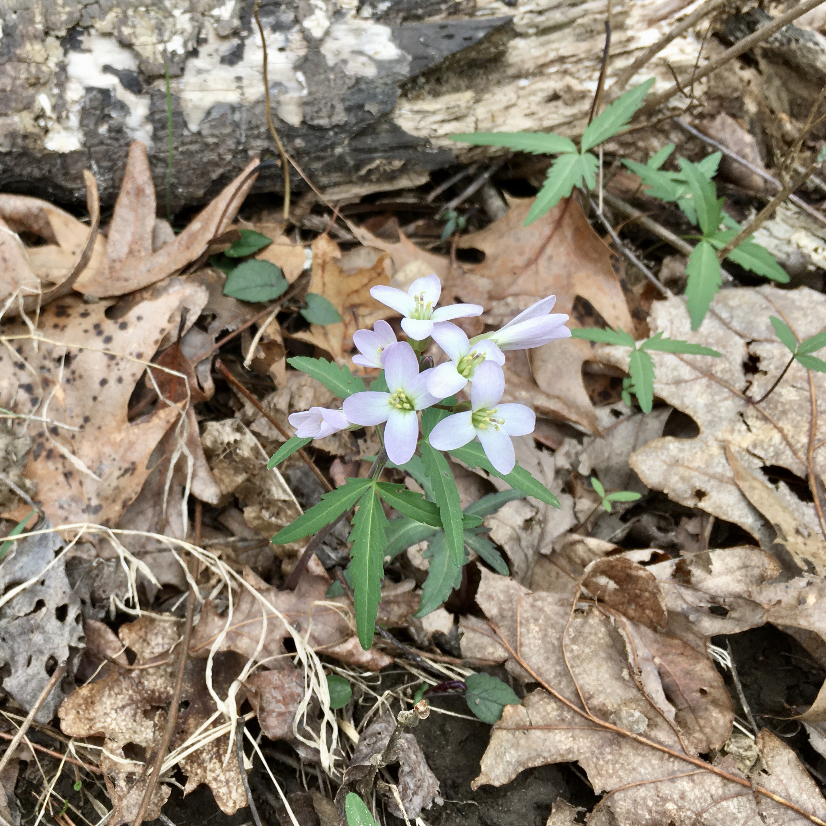 Cut-leaved Toothwort Cardamine concatenata