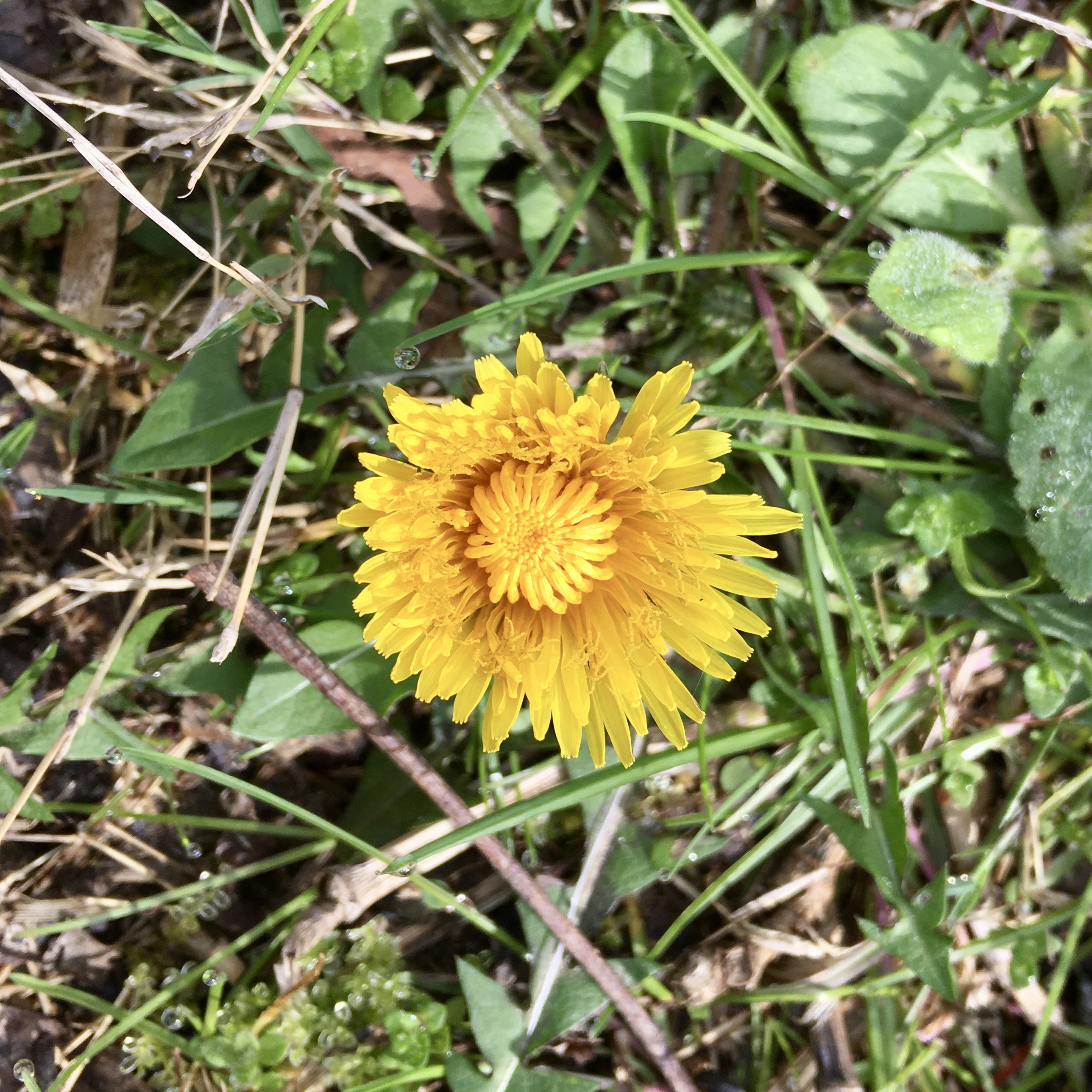 Dandelion Taraxacum officinale