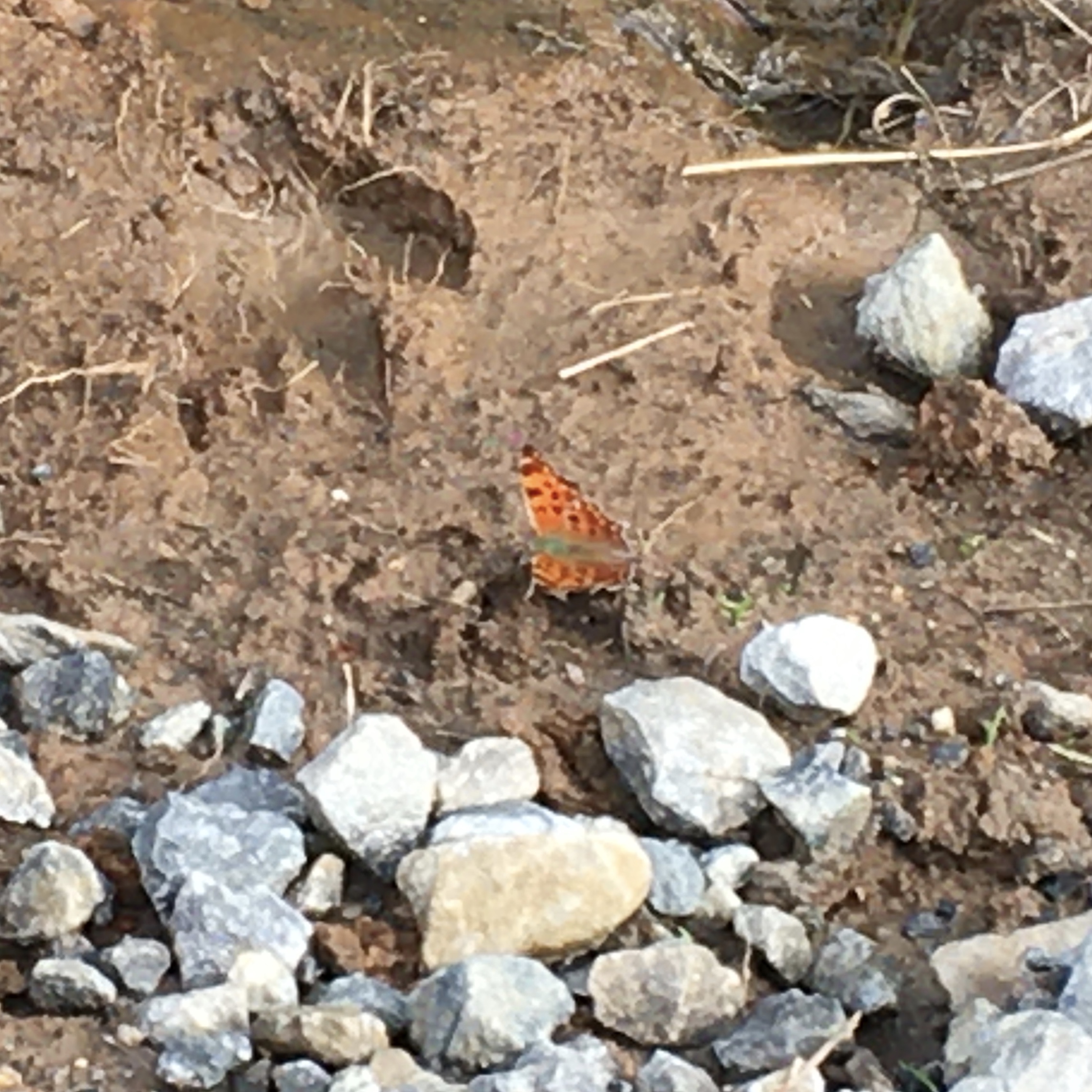 Question Mark Polygonia interrogationis