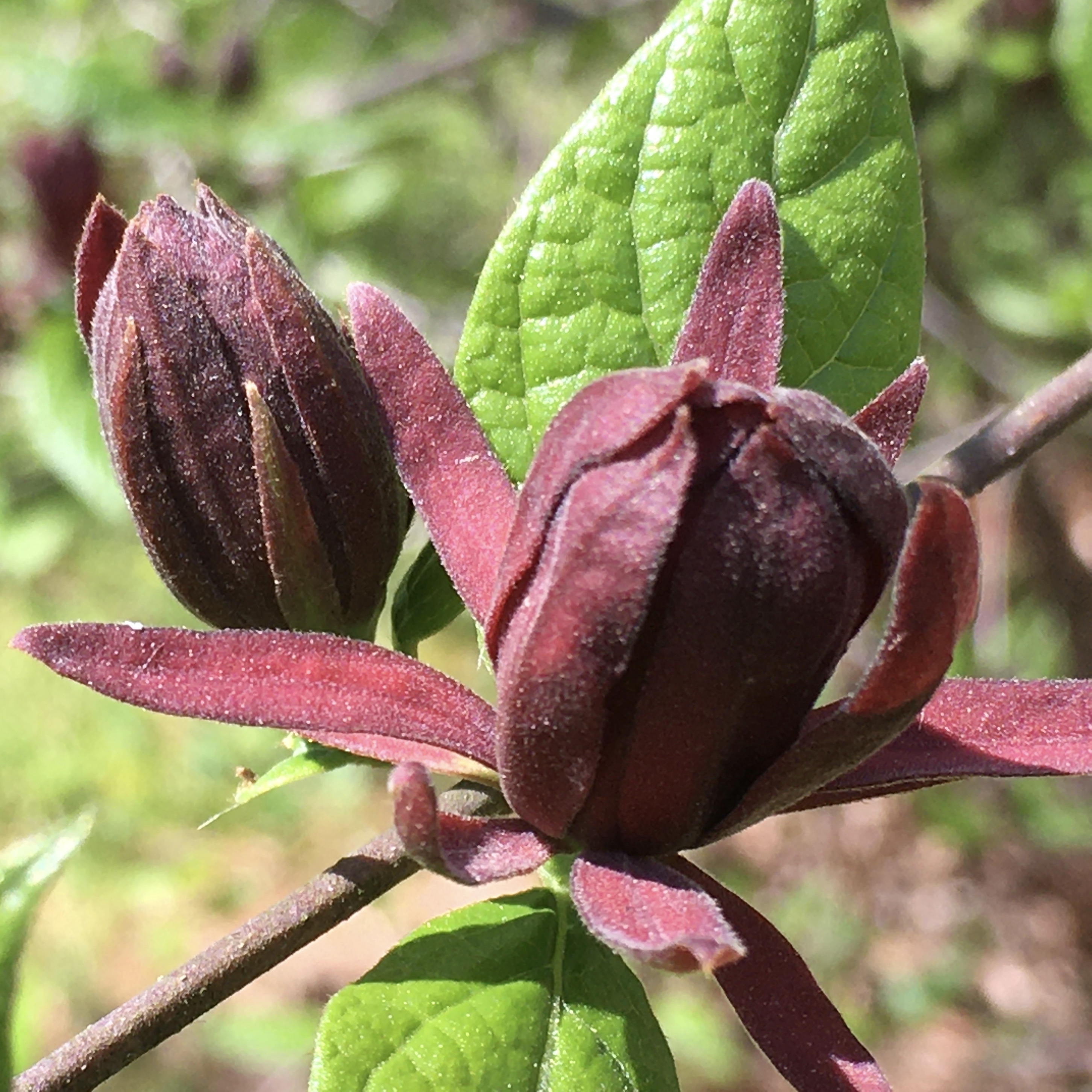 Carolina Allspice Calycanthus floridus