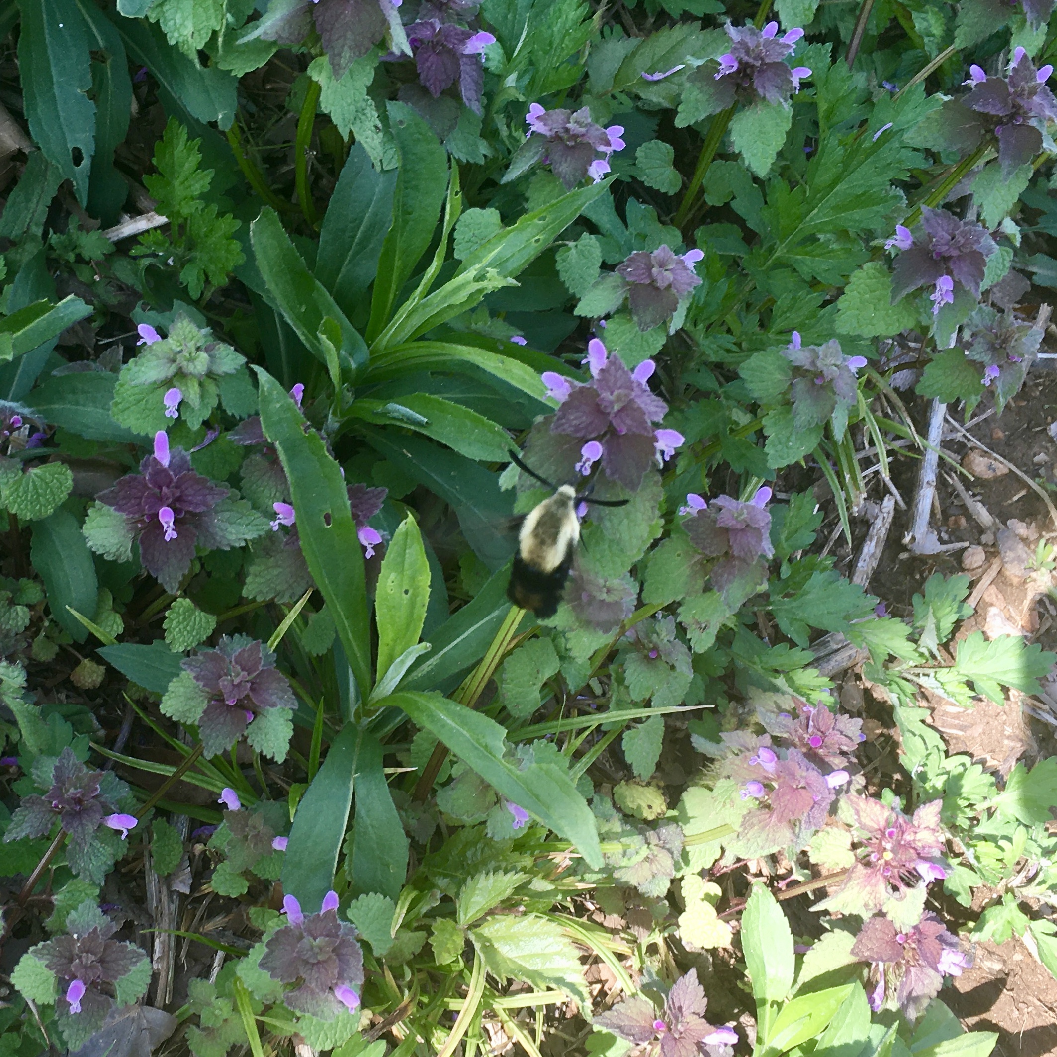Snowberry Clearwing Hemaris diffinis