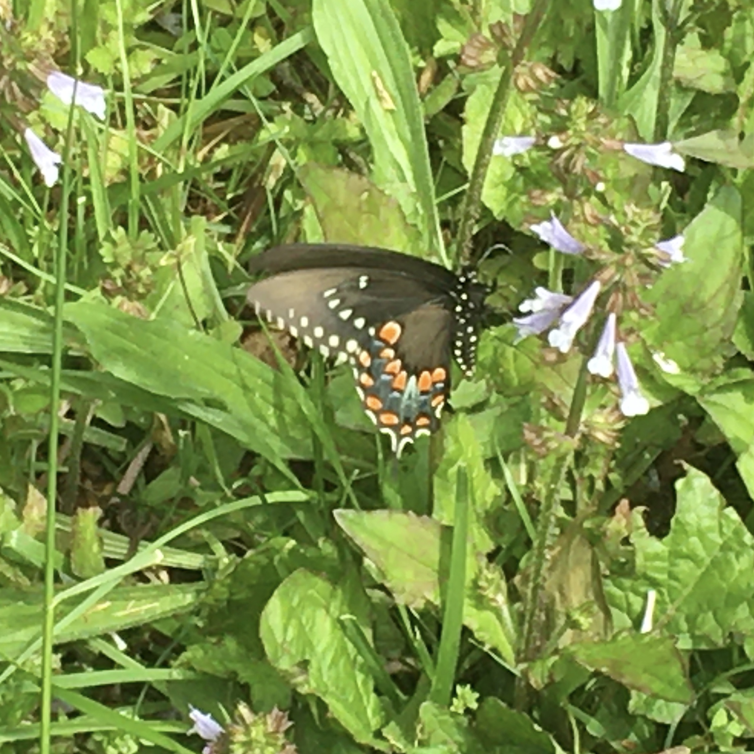 Spicebush Swallowtail Papilio troilus
