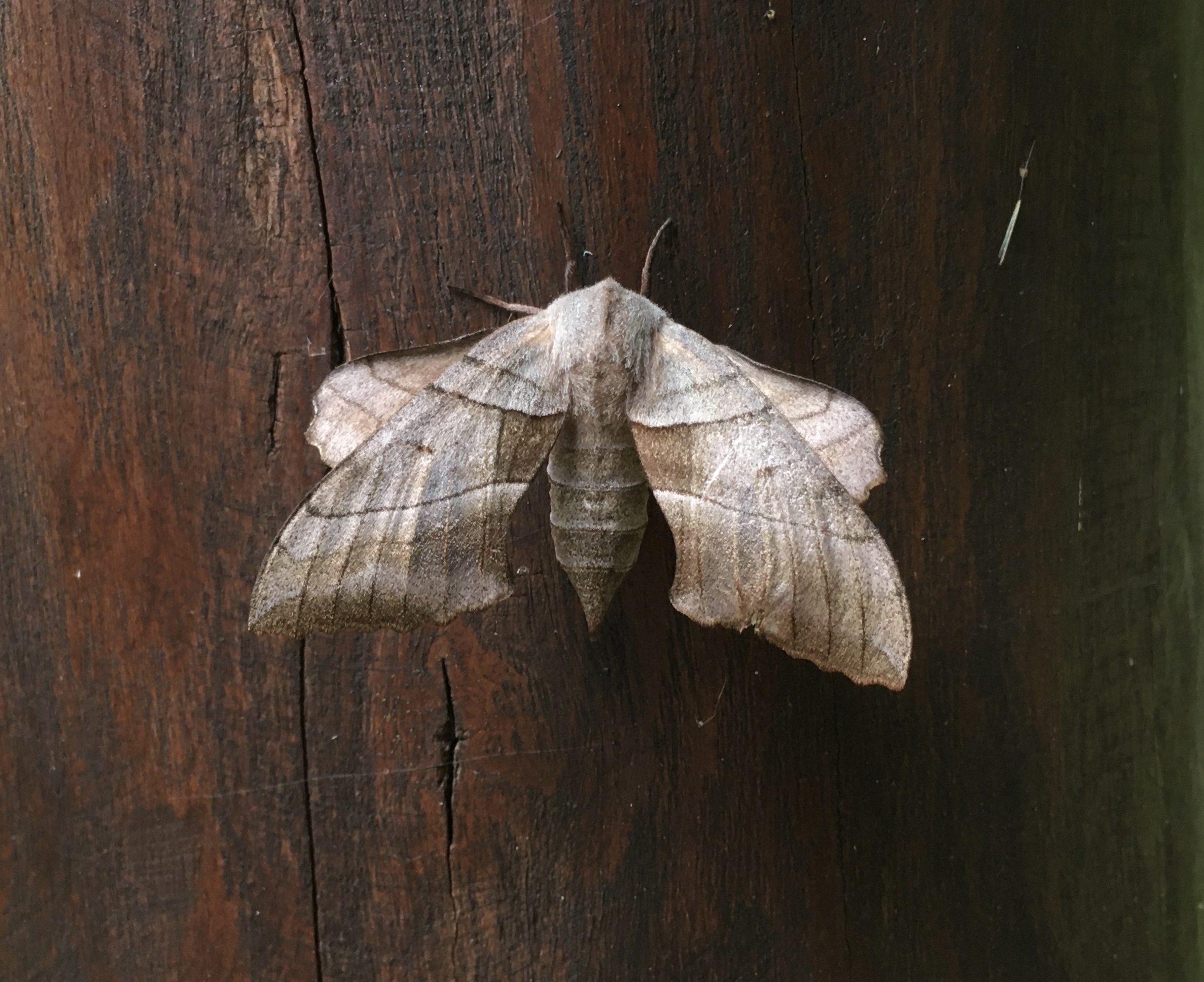Walnut Sphinx Moth Amorpha juglandis