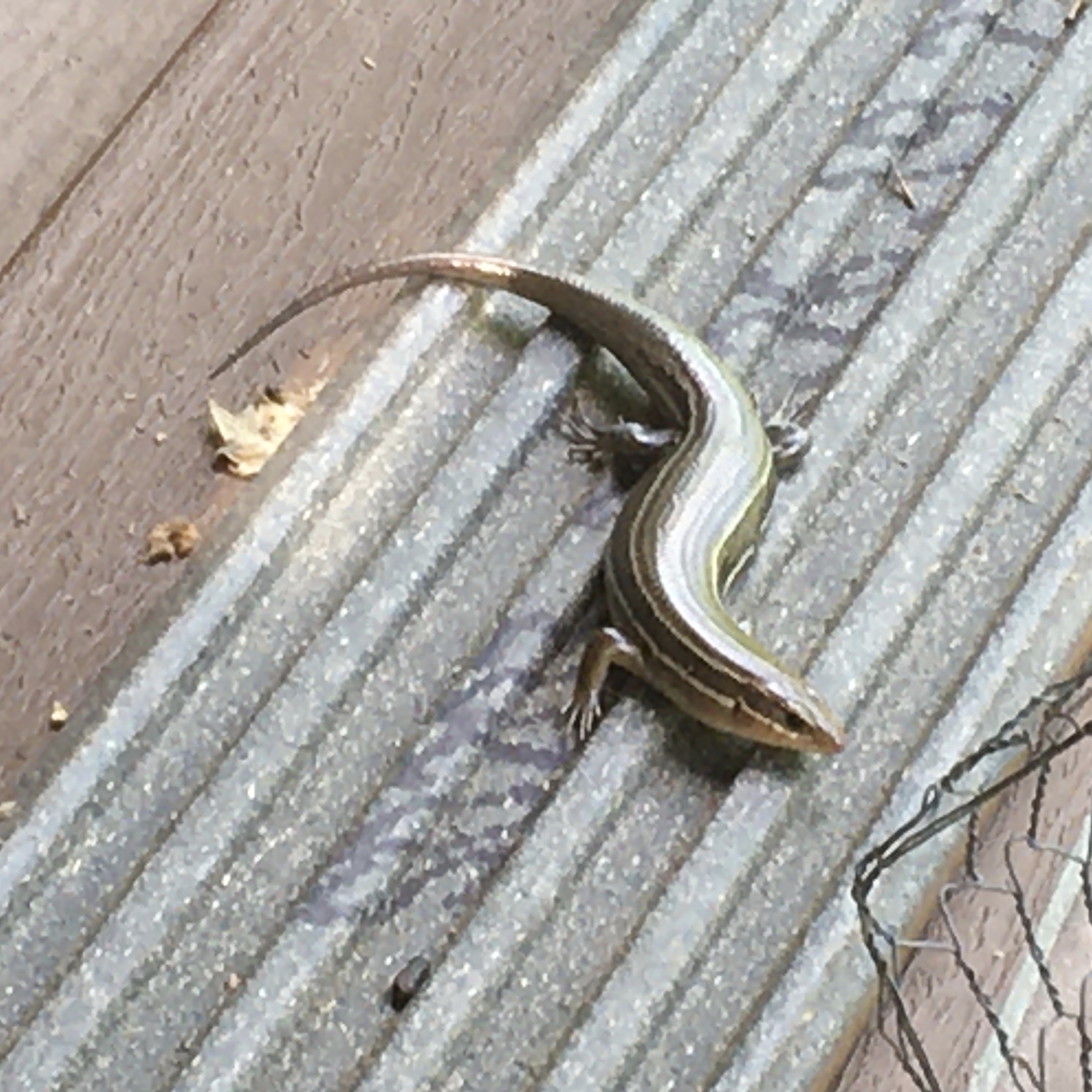 Southeastern Five-lined Skink Plestiodon inexpectatus