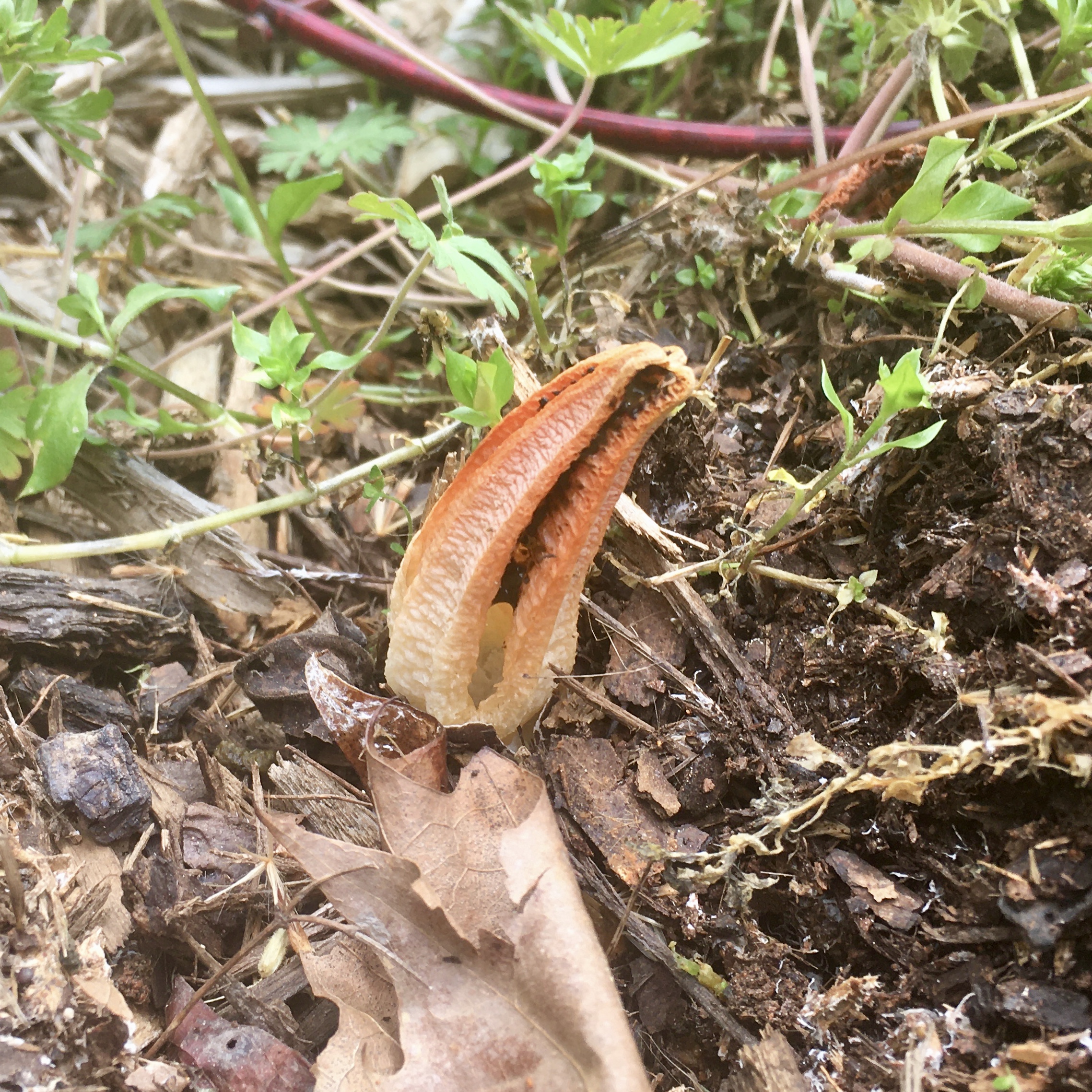 Stinky Squid Stinkhorn Mushroom Pseudocolus fusiformis