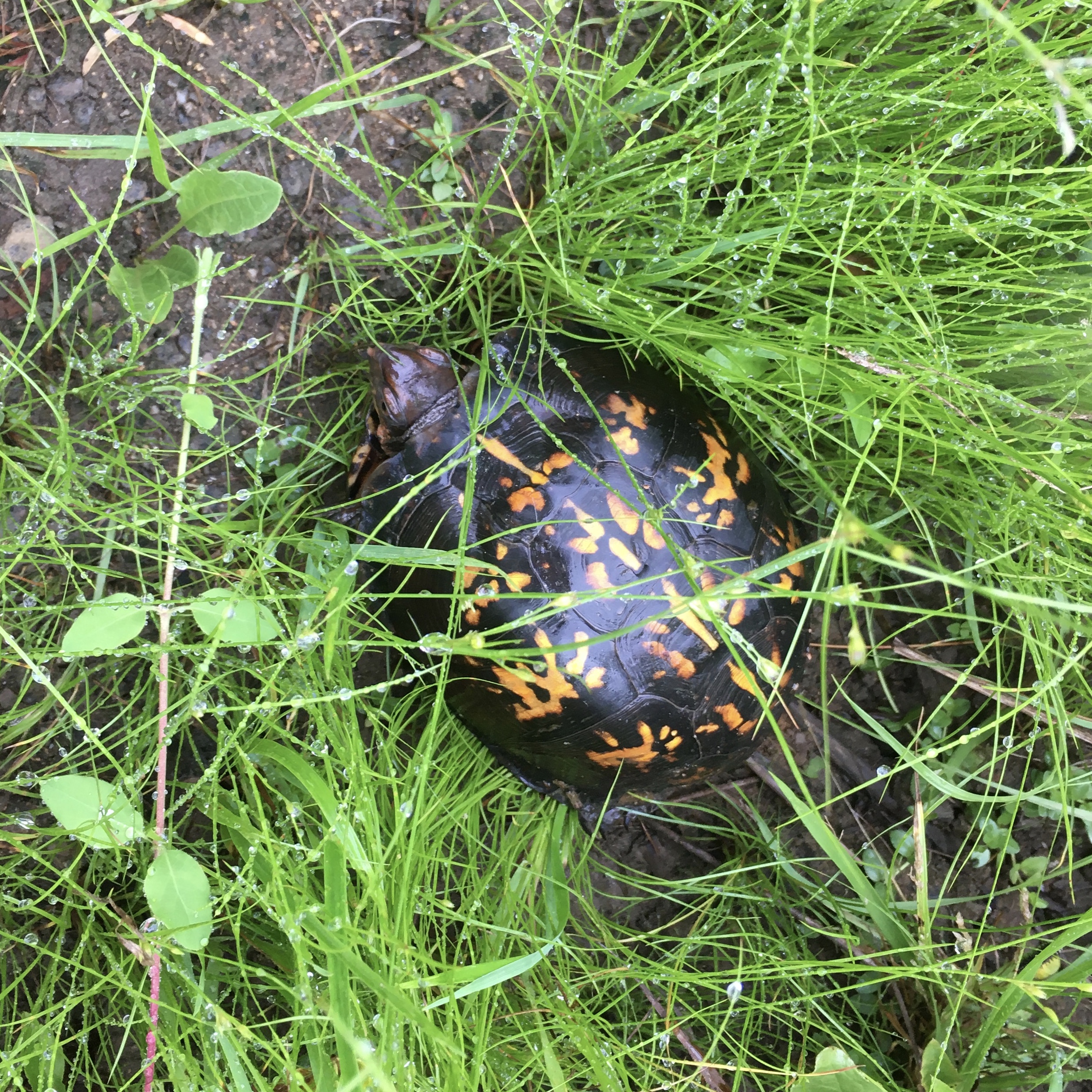 Turtle on Mtn Hollow 6-11-20