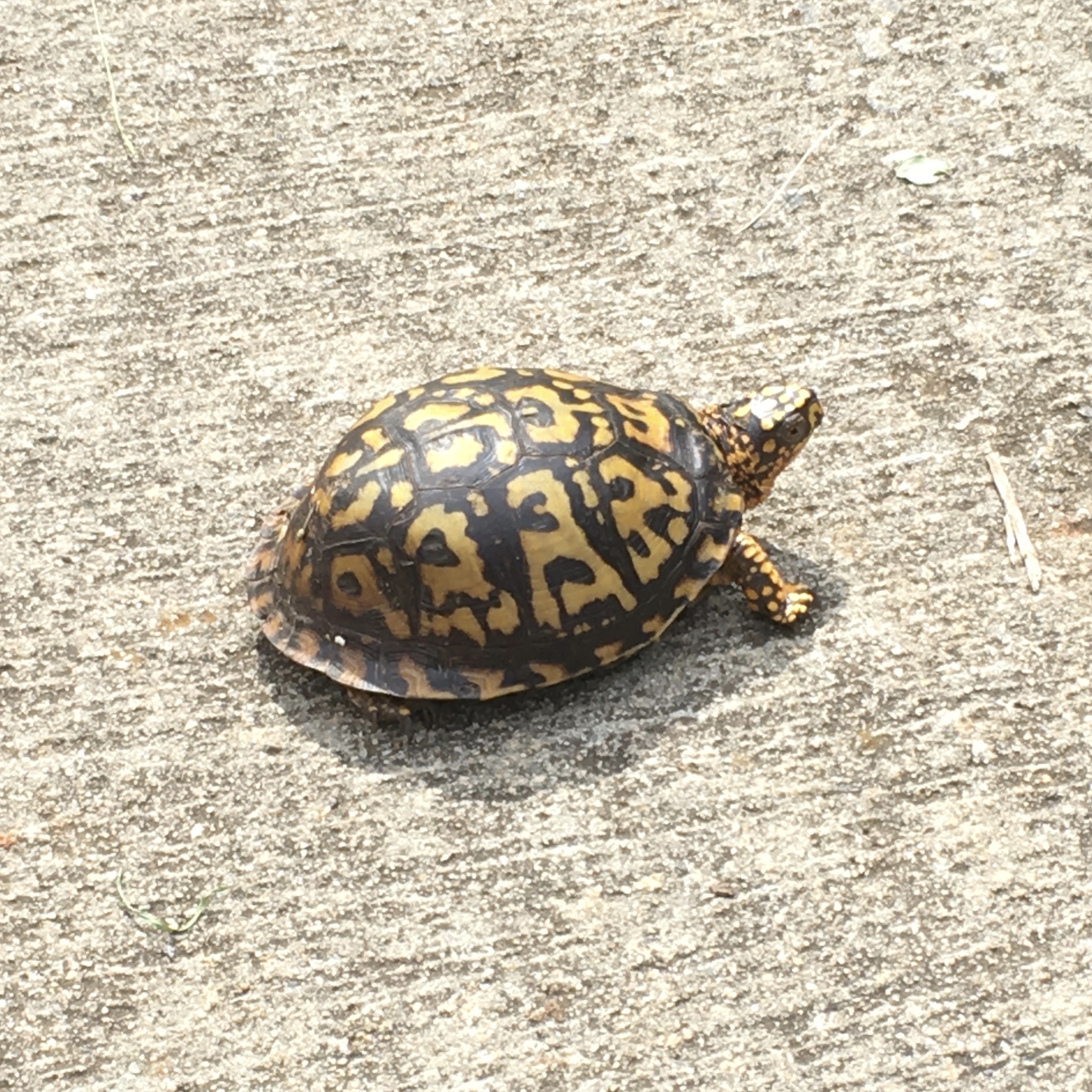 Turtle on driveway 6-15-20
