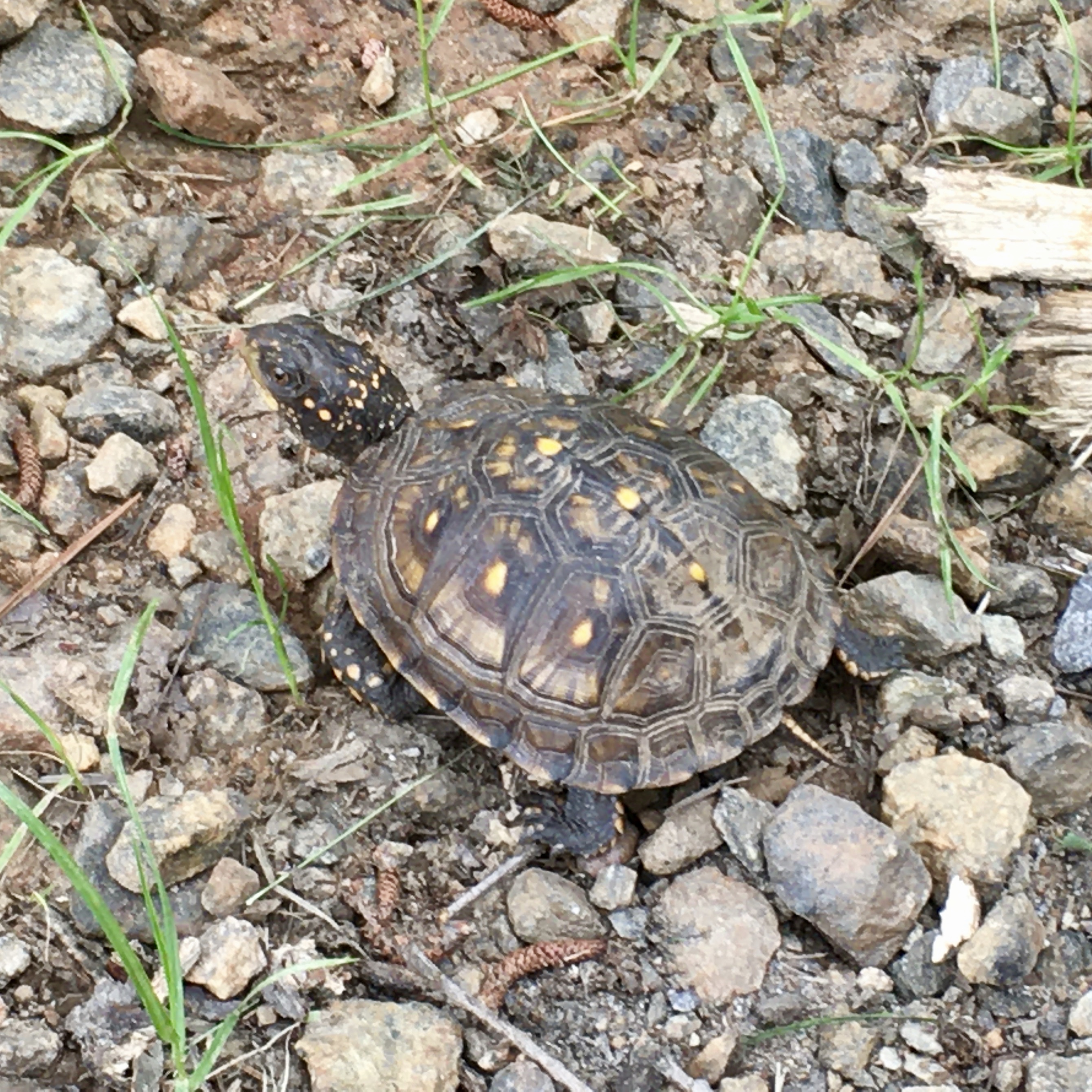 Small Box turtle on mtn hollow 6-19-20