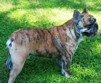 Maroon is a deeper, darker shade of red that has a few different colors that complement it. Understanding French Bulldogs Colors - French Bulldog