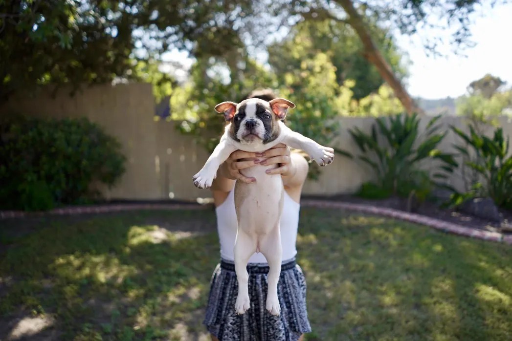 Step by Step Guide On How To Trim Your French Bulldog’s Nails