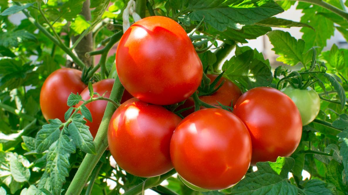 tomato