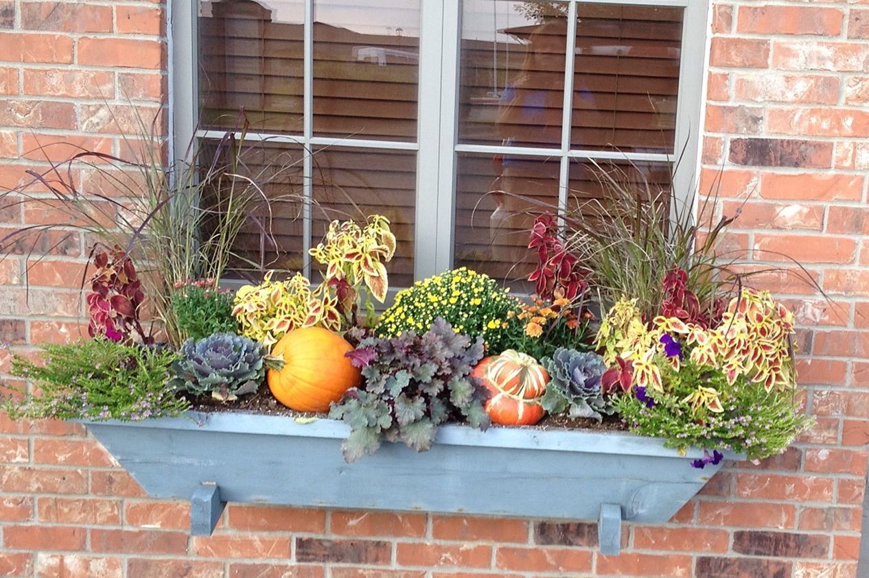 Fall Window Boxes 34