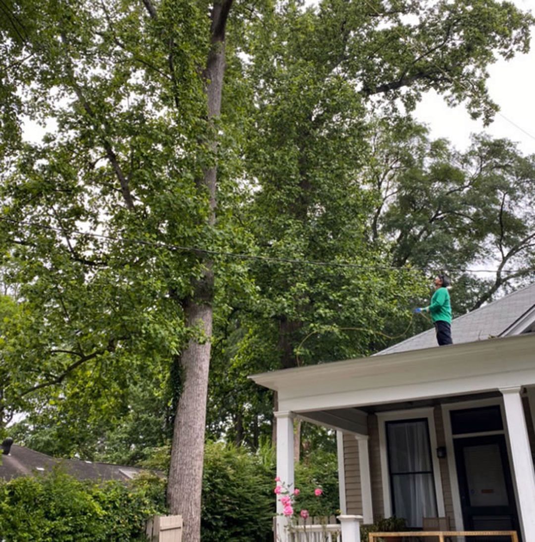 Tree Timming