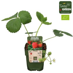 Capsuni BIO-Fragaria × ananassa 'Sonata' Bio  (45 cm,2-3plante pe ghiveci Ø13 cm)