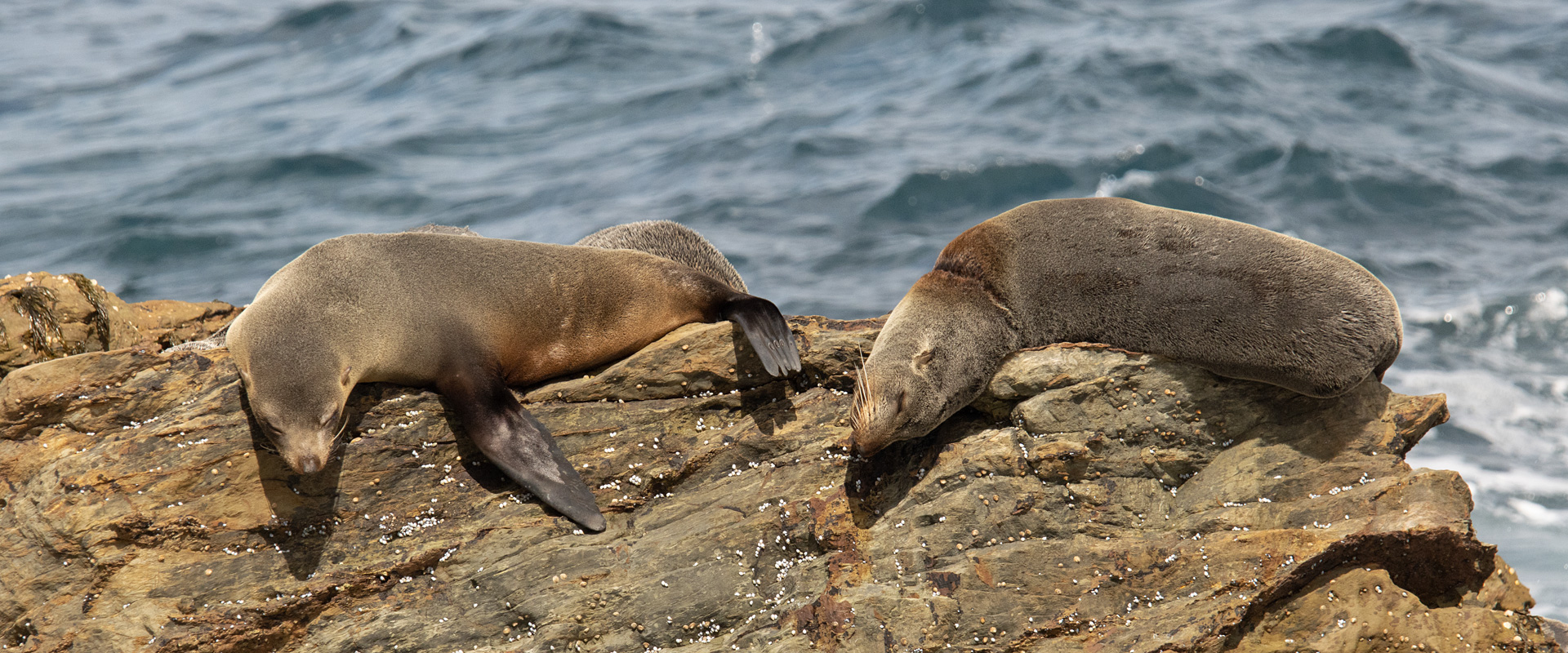 Two seals resting on rocks in New South Wales