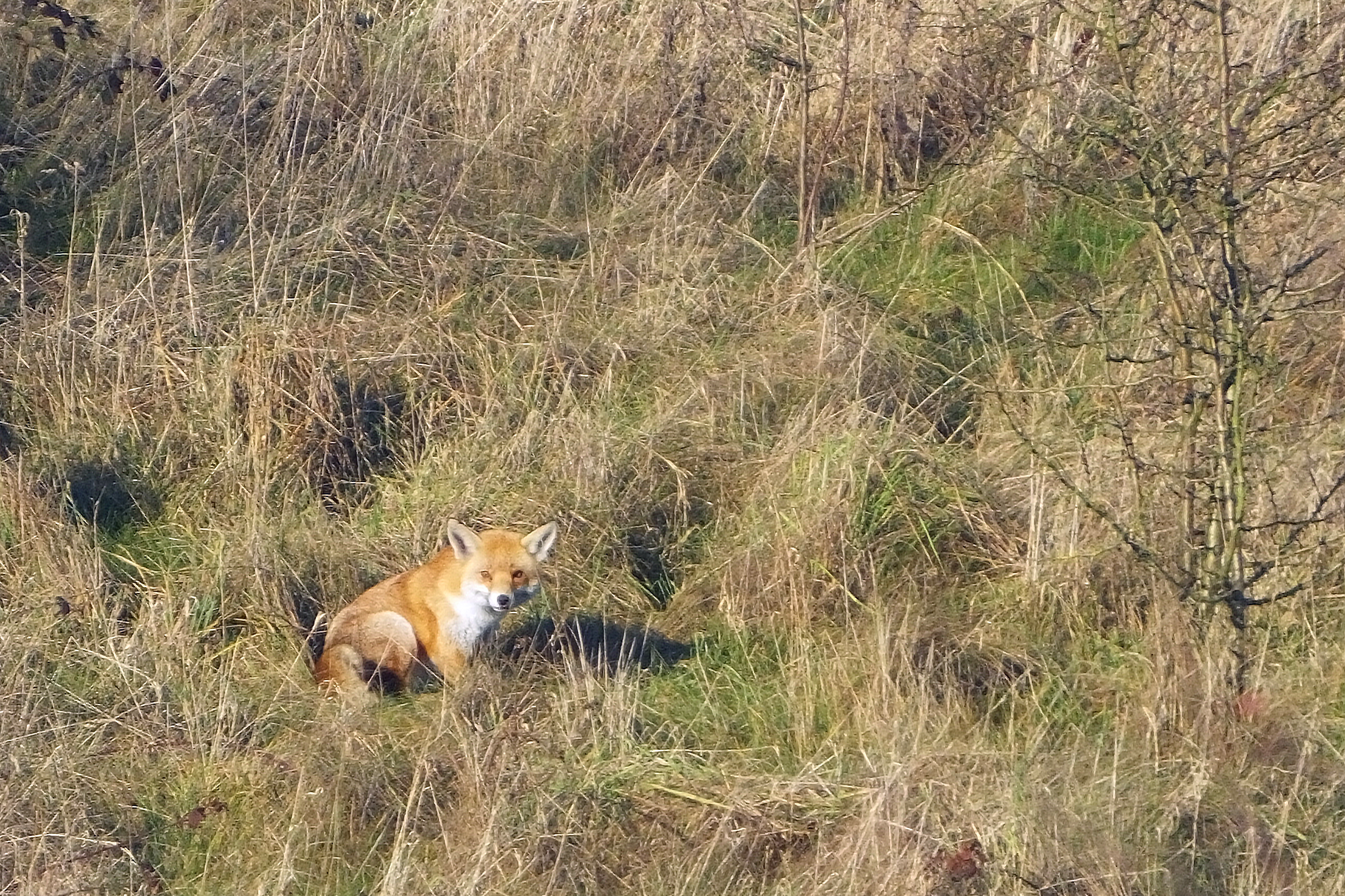 Fox (image © Andrew Cook)