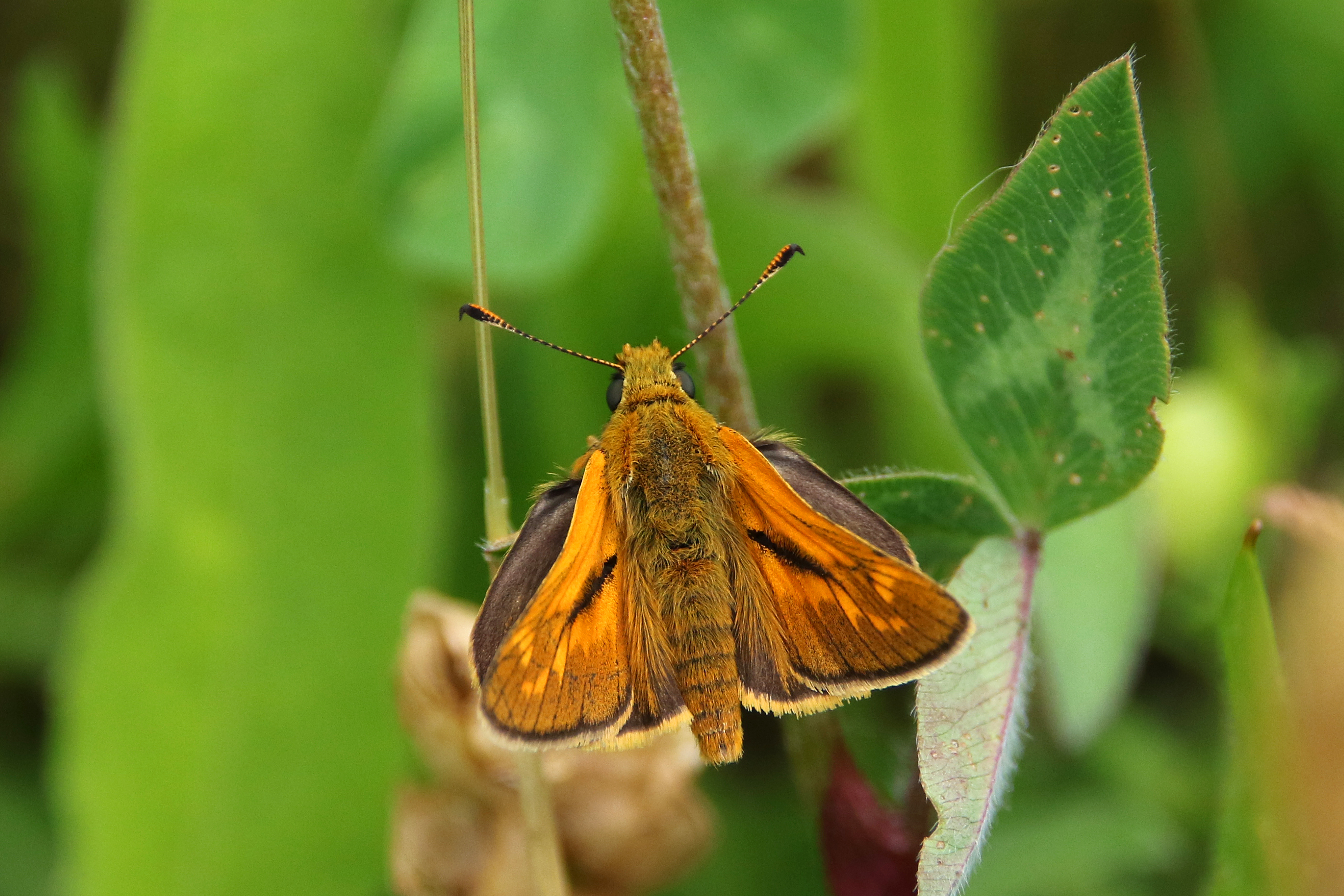 Large Skipper butterfly (image © Andrew Cook)