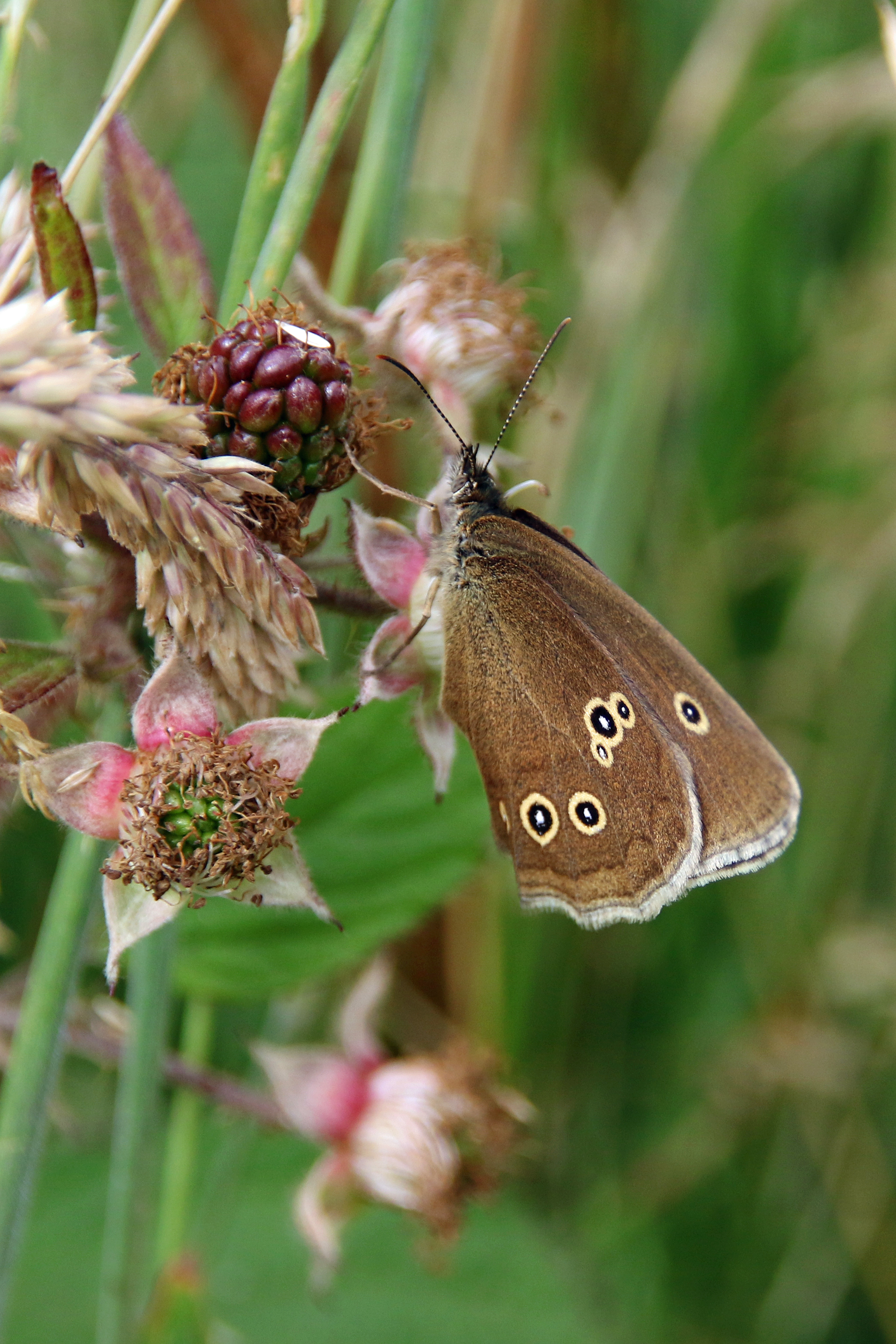 Ringlet butterfly (image © Andrew Cook)