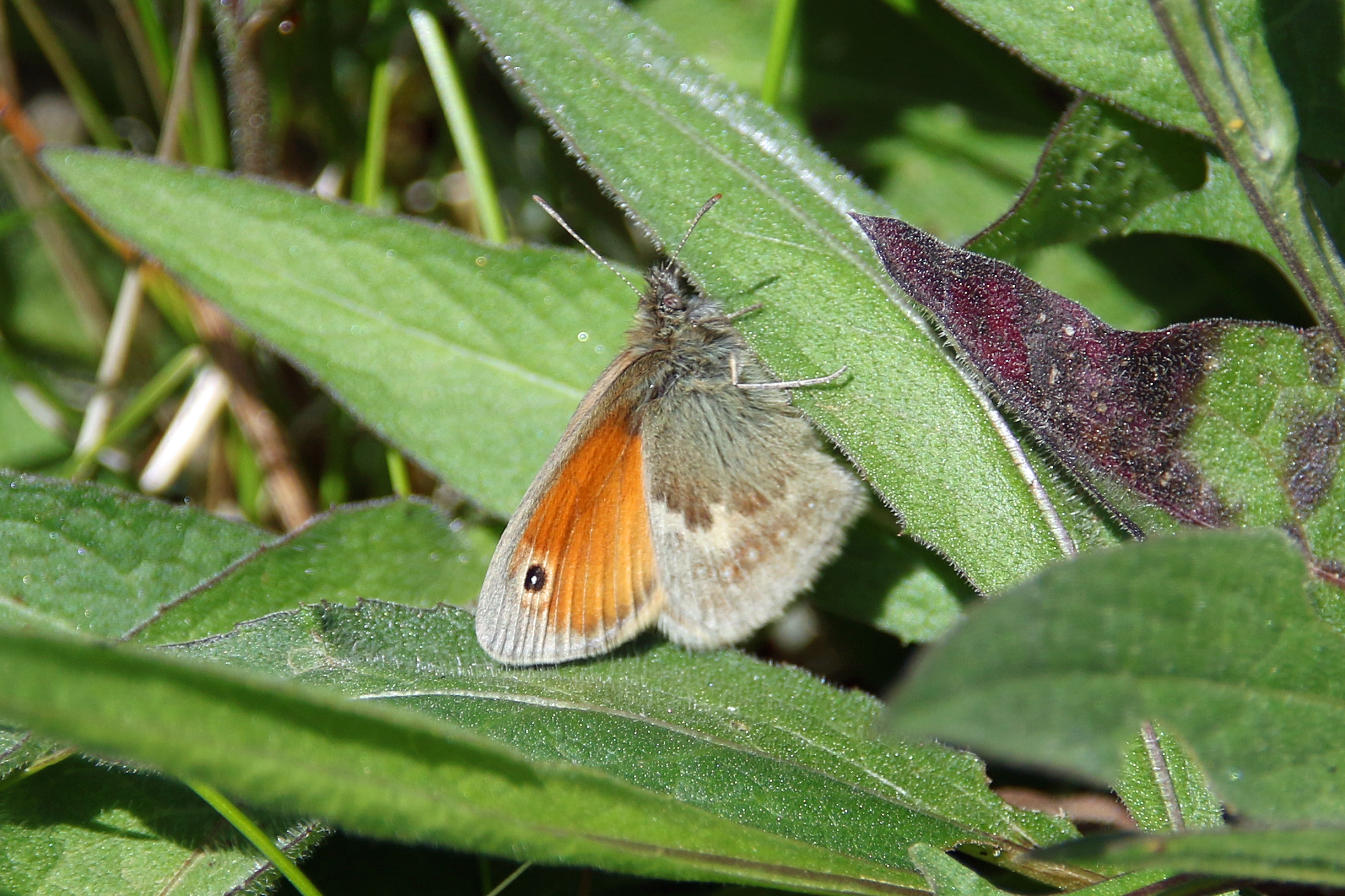 Small Heath butterfly (image © Andrew Cook)