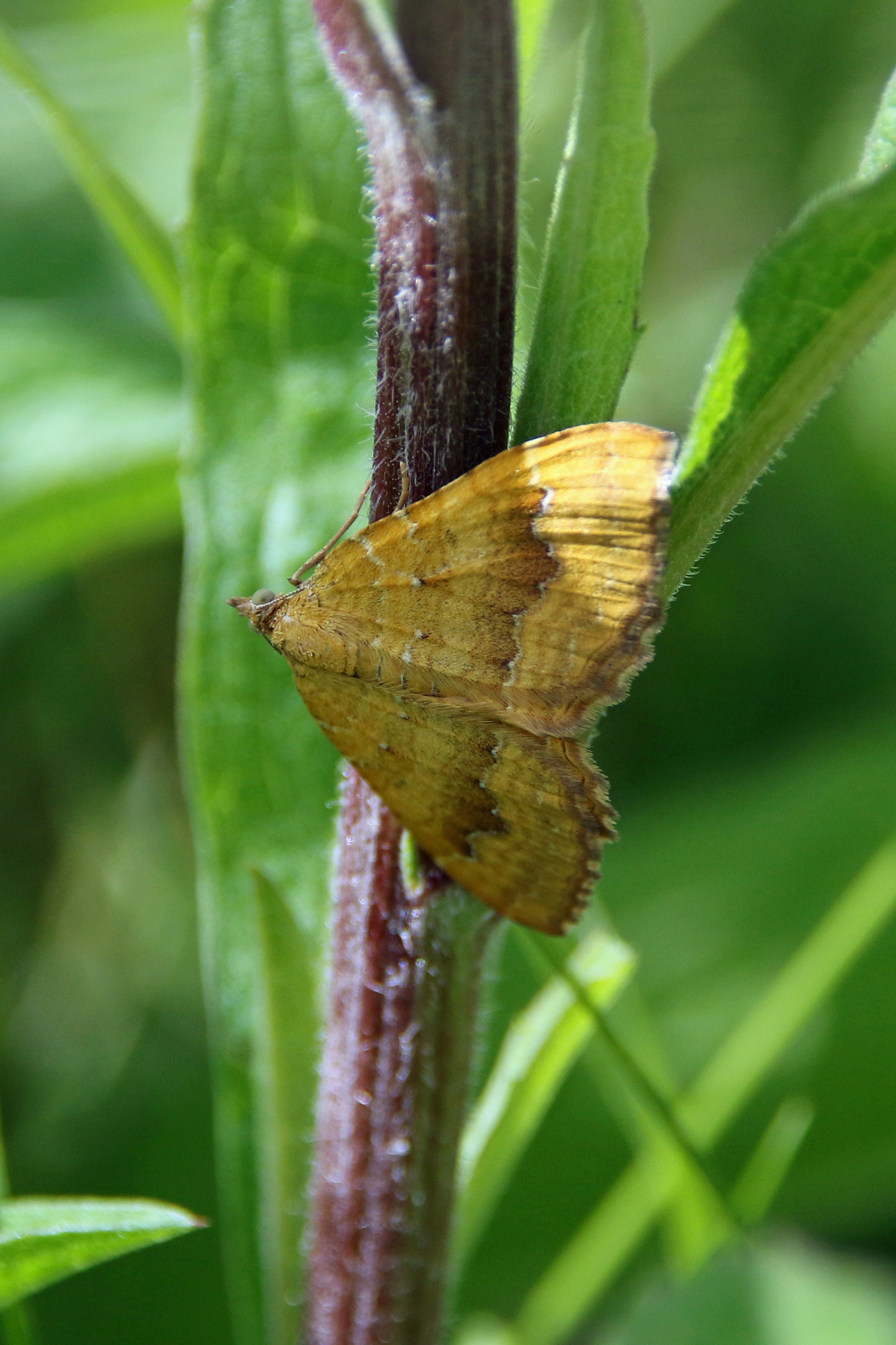 Yellow Shell moth (image © Andrew Cook)