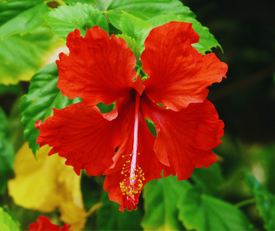 Quels sont les bienfaits de l’Hibiscus sur les cheveux ?
