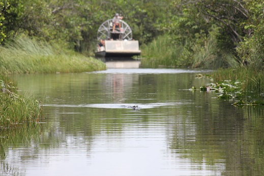 A visitor on the Everglades