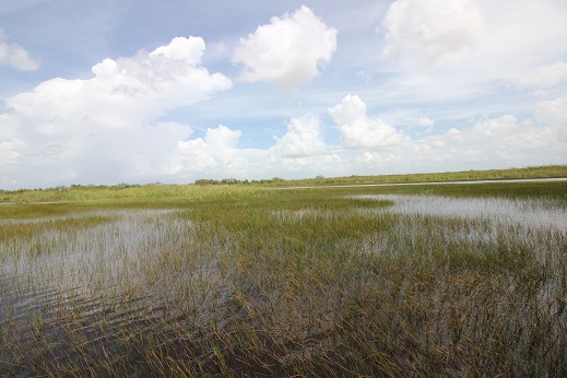 Amazing Everglades