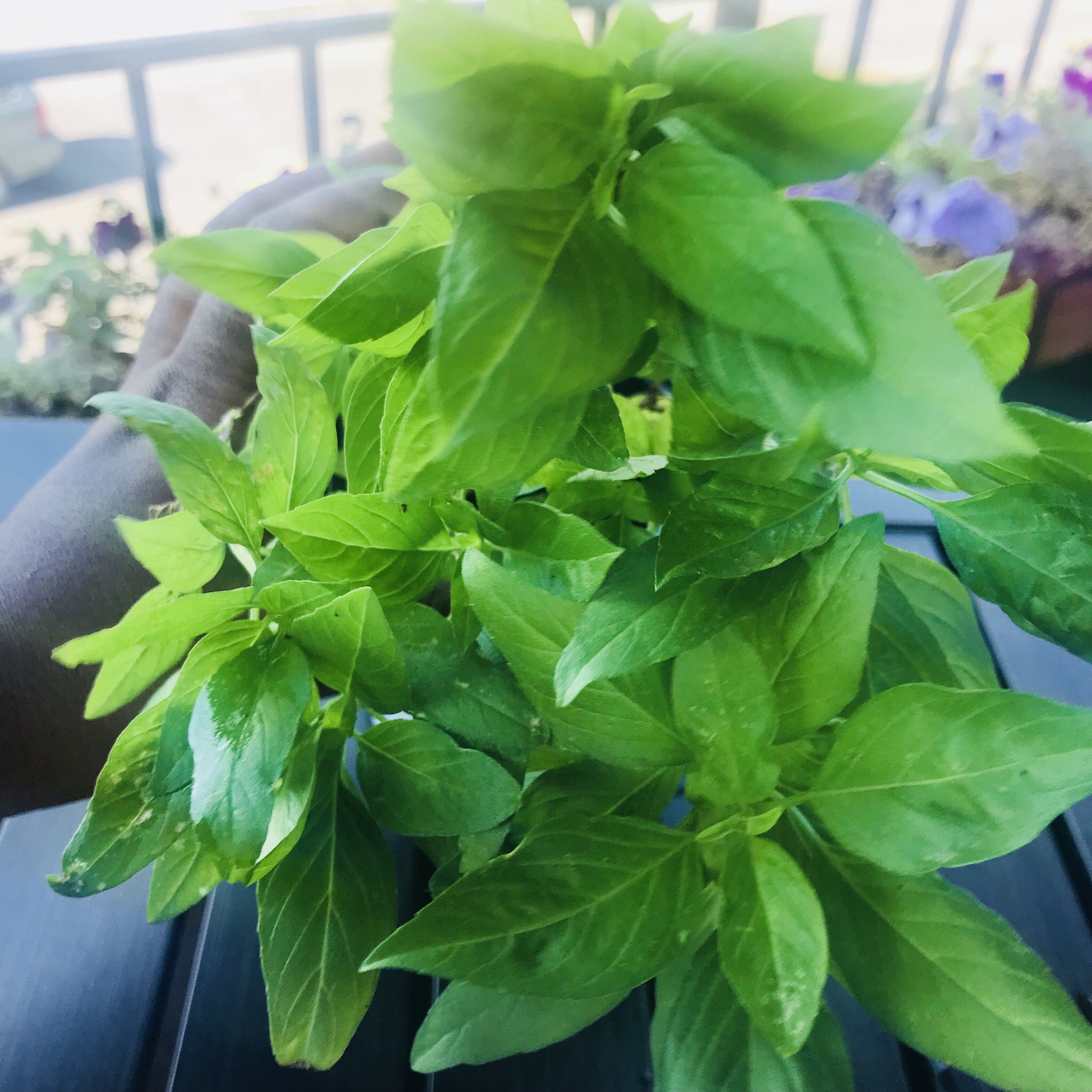 Fresh from our balcony's garden