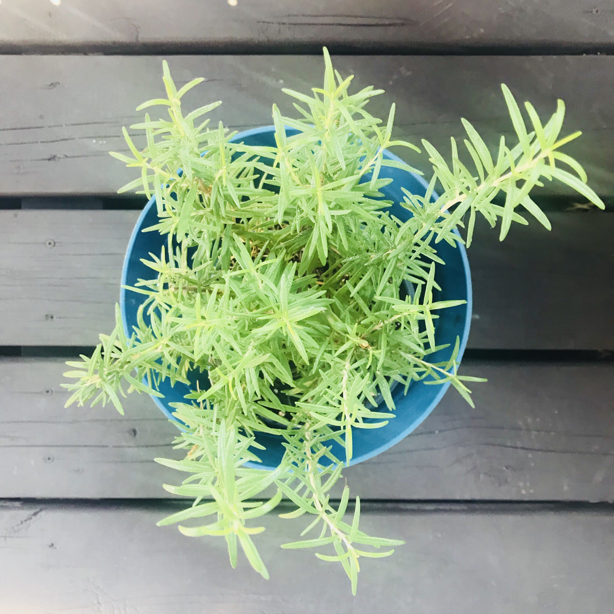 Rosemary, Fresh from our balcony's garden