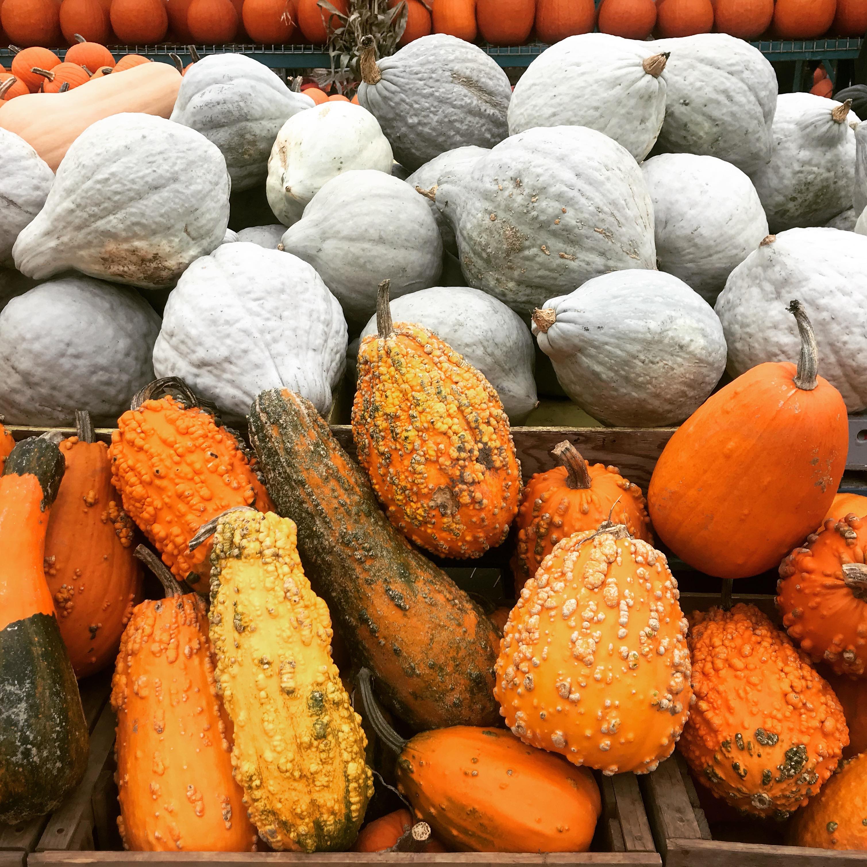 So...many...pumpkins...