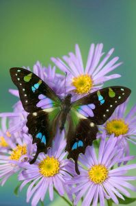 Purple spotted swallowtail