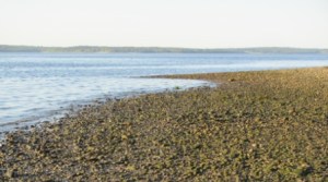 maine beach web small