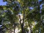 trees summer