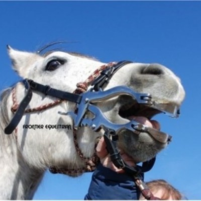 mini horse speculum