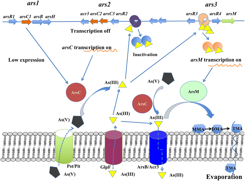 Frontiers | Insights into arsenic multi-operons expression ...