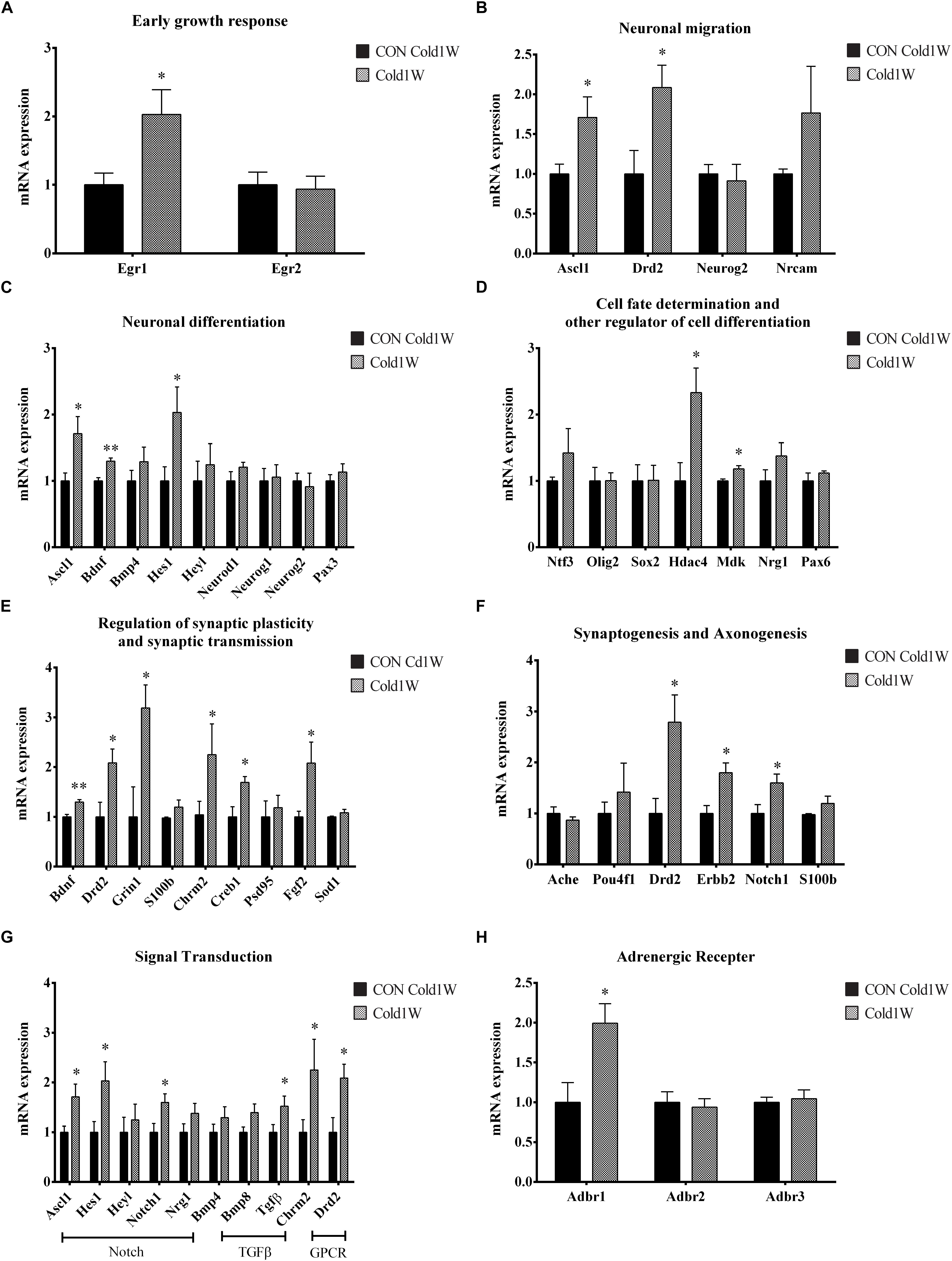 Frontiers | Adult Hippocampal Neurogenesis Can Be Enhanced By Cold  Challenge Independently From Beigeing Effects | Neuroscience