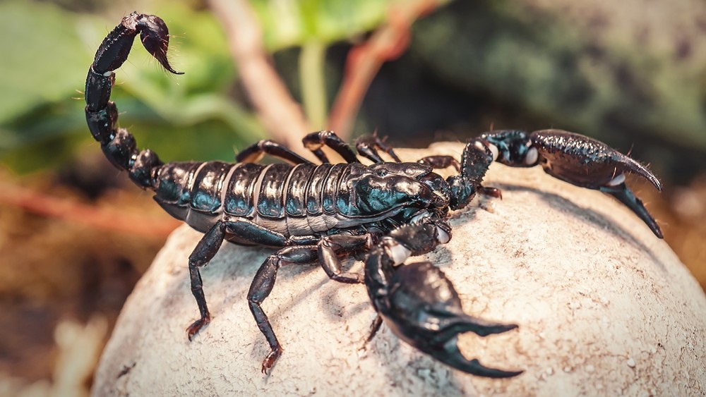 Known for their 80's rock anthem, rock you like a hurricane, as well as other popular songs such as, no one like you. What S Your Poison Scrupulous Scorpions Tailor Venom To Target Science Research News Frontiers