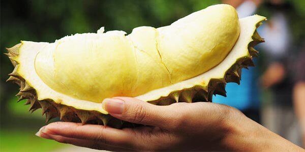 Durian Voce Cibete Durian Fruit Smrdljivi Vocni Kralj Durian