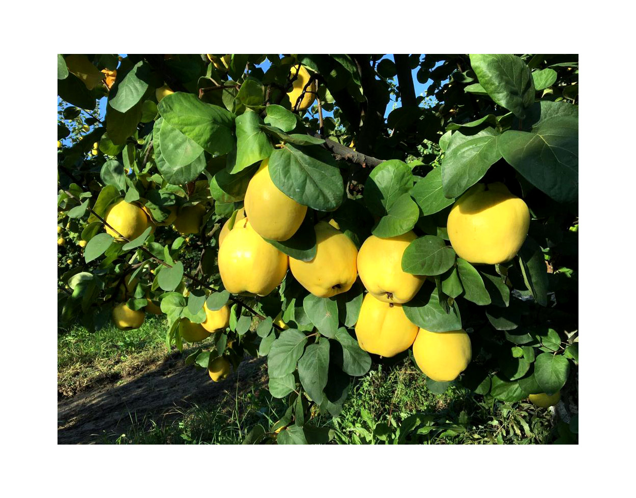 Turkey's Fruit Exporter | Fresh Fruits by ANI TARIM