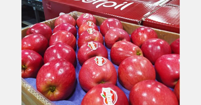 Exporting Fresh Apples from Turkey Turkey's Fruit Exporter | Fresh Fruits by ANI TARIM