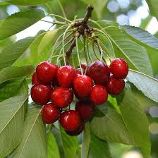 What are 3 facts about cherry trees? Turkey's Fruit Exporter | Fresh Fruits by ANI TARIM