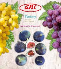 Which fruit is best for export? Turkey's Fruit Exporter | Fresh Fruits by ANI TARIM