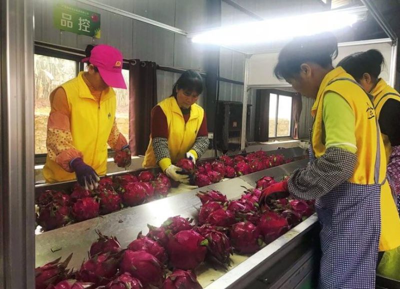 Citrus Orange Fruit Processing Line Ibc Machine - Stunning Full HD Minimal Designs | Free Download