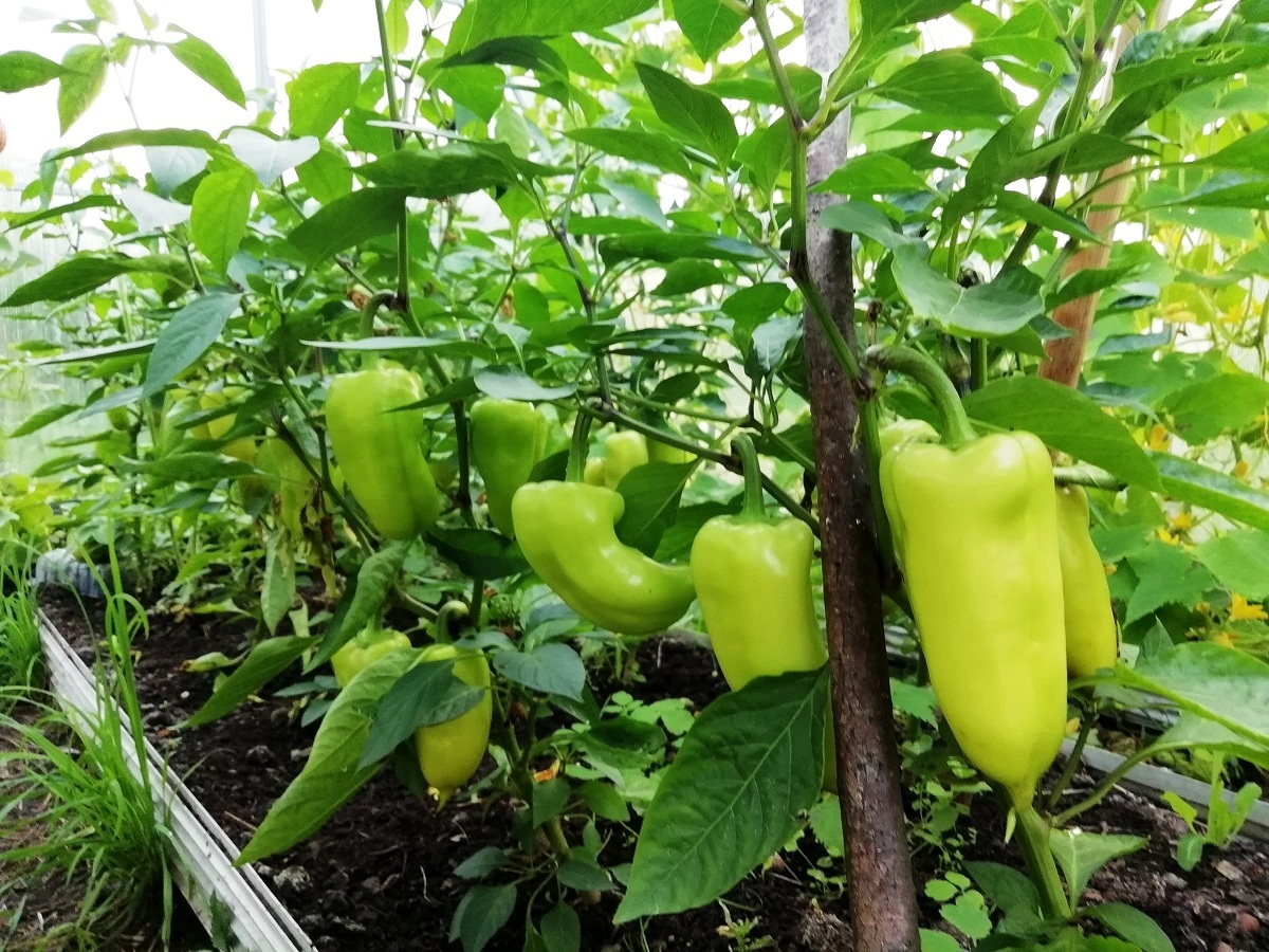 a5e1b2 Как пасынковать перец в теплице пошагово